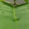 Green watery leaf