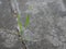 Green weed growing through crack in  gray  cement