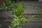 Green weeds break through cracks in black asphalt