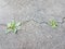 Green weeds in crack in black asphalt or pavement