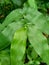 Green weeds grass on the nature background