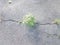 Green weeds growing in cracks in asphalt