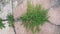 Green weeds thrive on some rock cracks