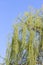 Green Weeping willow tree in springtime - photo