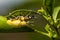 Green weevil