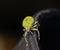 Green weevil hanging on black rubber