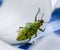 Green weevil hanging on white petal lackground