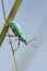 Green Weevil (Polydrusus formosus)