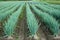 Green welsh onion field