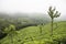 Green Western Ghats