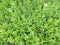 Green wet spring grass with white flowers with raindrops