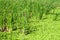 Green wetland grass