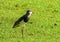 Green wetland and a gray bird