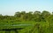 Green wetland, river and trees