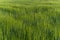 Green wheat barley field growing agriculture rural organic