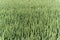 Green wheat barley field growing agriculture rural organic