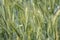 Green Wheat Crop and Pods about to Ripe Closeup