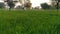 Green wheat crops field in india. Winter crops farm.