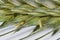 Green wheat ear close-up with setas on a white background