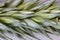 Green wheat ear close-up with setas on a white background