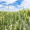 green wheat ears close up on field in Picardy