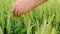 Green wheat.Farmer touching an ear of wheat with his palm . Green ears of wheat.