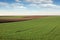 Green wheat farmland landscape in spring