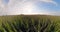 Green wheat field