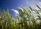 Green wheat field