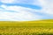 Green wheat field in Barossa Valley