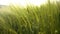 Green Wheat Field and beautiful background