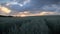 Green wheat field with a beautiful golden sunset shining through a cloudy sky