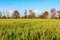 Green wheat field, beautiful green cereal field background