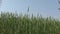 Green wheat field, blue sky background.