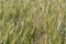 Green wheat field closeup. Ears of grain. Cereal concept. Wheat harvest concept. Rural landscape.