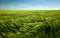 Green wheat field and cloudy sky