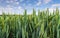 Green wheat field detail