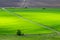 Green wheat field with a dirt road and a tree at the edge bathed in the rays of the spring suns view from above