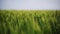 Green wheat field, ears of wheat swaying from gentle wind. Unripe grain farm field. Rich harvest ripening and