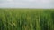 Green wheat field, ears of wheat swaying from gentle wind. Unripe grain farm field. Rich harvest ripening and