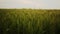 Green wheat field, ears of wheat swaying from gentle wind. Unripe grain farm field. Rich harvest ripening and