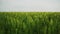 Green wheat field, ears of wheat swaying from gentle wind. Unripe grain farm field. Rich harvest ripening and