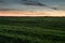 Green wheat field in evening twilight