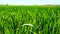 Green wheat field growing (4K)