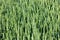 Green wheat field. Growing grain crops in agriculture