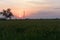 Green Wheat field in an Indian farm with sunset in the backdrop