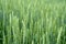 Green wheat field. Juicy fresh ears of young green wheat on nature in spring or summer field. Ears of green wheat close up