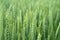 Green wheat field. Juicy fresh ears of young green wheat on nature in spring or summer field. Ears of green wheat close up