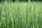 Green wheat field. Juicy fresh ears of young green wheat on nature in spring or summer field. Ears of green wheat close up