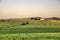 Green wheat field in July - Tuscany